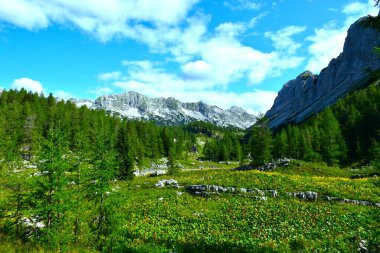 Triglav Ulusal Parkı, Julian Alps, Gorenjska, Slovenya 'da yemyeşil çayırları ve karaçalı bir dağ vadisi manzarası