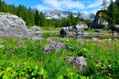 Julian Alpleri, Gorenjska, Slovenya 'daki Triglav gölleri vadisindeki Dvojno Jezero Gölü kıyısında çiçek açan pembe soğan bitkileri.