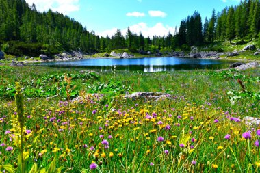 Julian Alpleri, Gorenjska, Slovenya 'daki Triglav göllerinde Dvojno jezero gölü ile sarı tüylü atmaca (Leontodon hispidus) ve pembe çiçekli renkli çayır