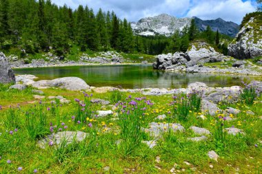Triglav gölündeki Dvojno Jezero gölünün kıyısında pembe soğanlı (Allium schoenoprasum) çayır ve Julian Alpleri, Gorenjska, Slovenya 'da sarı çiçekler