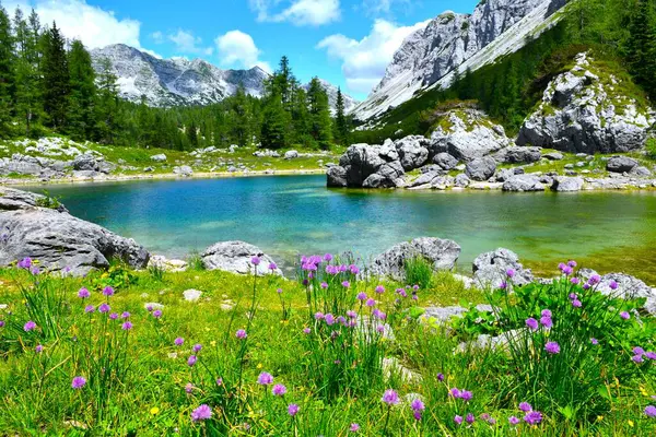 Triglav göllerindeki Dvojne Jezero kıyısındaki çayır. Pembe soğan çiçekleri ve tarla ormanı Julian Alpleri, Gorenjska, Slovenya 'daki dağları haykırıyor.