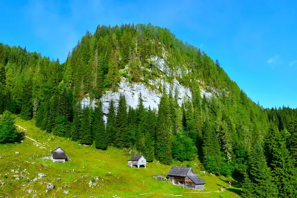 Julian Alpleri, Gorenjska, Slovenya 'daki Planina Jezero' da ahşap kulübeleri olan bir çayırın üzerinde çam ağaçları olan bir yer.