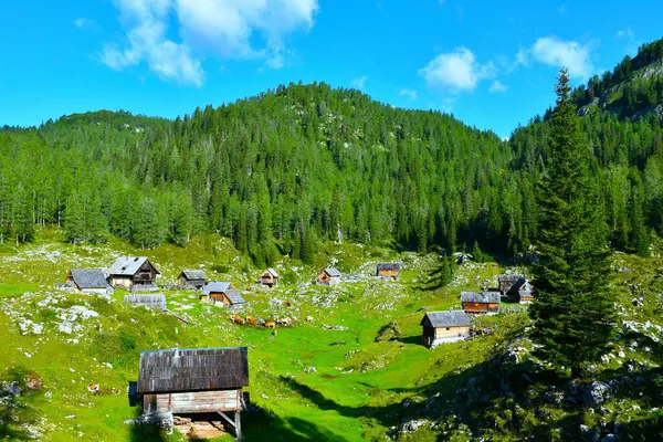 Dedno Polje alp otlağı ahşap kulübelerle kaplı ve Julian Alpleri, Gorenjska, Slovenya 'daki tepeyi kaplayan bir kozalaklı orman manzarası