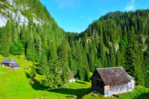 Planina Jezero dağlık otlağındaki ahşap kulübeler ve Julian Alpleri, Gorenjska, Slovenya 'daki kozalaklı ladin ormanı.