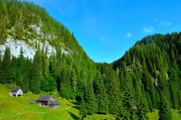 Julian Alpleri, Gorenjska, Slovenya 'daki Planina Jezero dağlık otlağında ahşap kulübeleri ve kozalaklı ladin ormanları olan yeşil çayır.