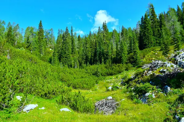 Julian Alpleri, Gorenjska, Slovenya 'da çayır, mugo çamı ve kozalaklı baharat ağaçları ile dağlık arazi
