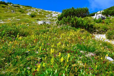 Aristokrat sarı çıngıraklı Alp çayırı (Rhinanthus glacialis) çiçekleri