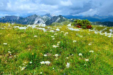 Julian Alpleri, Gorenjska, Slovenya 'da beyaz papatya (Leucanthemum heterofillum) çiçekli çayır