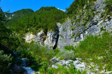 Kayalık bir uçurumun üzerinde ormanı olan Alp Vadisi ve Resia, Friuli Giulia, İtalya 'daki dere kenarı bitkileri.