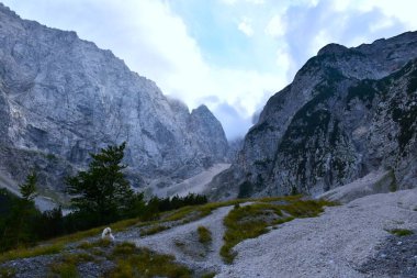 Slovenya 'nın Gorenjska kentindeki Tamar vadisinde çim ve kayalarla kaplı dağlık arazi