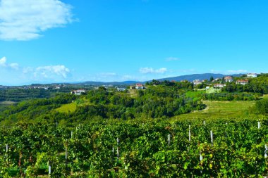 Üzüm bağı ve Slovenya 'nın Primorska kentindeki Goricka Brda kırsalındaki manzara