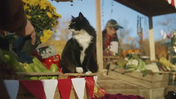 黒と白の猫はトマトと箱に座って 花の匂いを嗅ぎ 香りを楽しみ 農家市場で人々と時間を過ごす — ストック動画