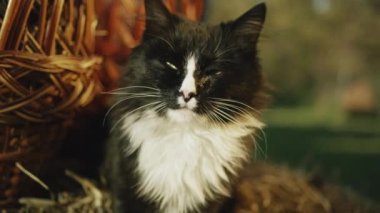 Siyah ve beyaz kedi elinde meyve ve sebze sepetiyle samanlıkta oturur, geçmişteki insanlara bakar, rahatlar ve temiz havada mutlu hisseder. Dikey görünüm