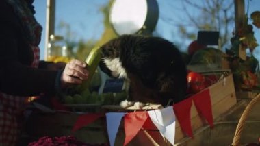 Şirin kedi pazarda satış noktasında oturur, sebzelere ve meyvelere bakar. Hayvanlar yeni yiyecek türleri keşfeder, sonbahar rüzgarlarının esintilerini hisseder.