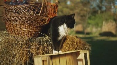 Siyah ve beyaz kedi elinde meyve ve sebze sepetiyle samanlıkta oturur, etraftaki yaşlı insanlara bakar, rahatlar ve temiz havada mutlu hisseder.