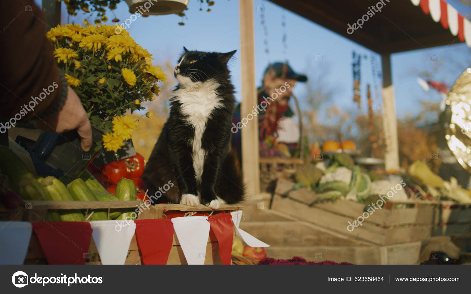 Black White Cat Sits Box Tomatoes Smells Flowers Enjoys Fragrance