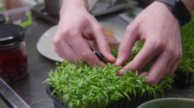 Şef servis için yemek sunumu yapar. Aşçı bir tabak kızarmış biftek ve fırında tatlı patates süslemek için mikroyeşil parçalar keser. Profesyonel gurme mutfağı olan bir restoran. Kamu hizmeti.