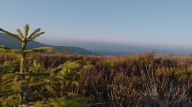 Kuvvetli rüzgarla savrulan filizin gövdesini yakından çek. Güzel dağ vadisinde yetişen küçük Noel ağacı. Doğanın muhteşem manzarası. Rüzgarlı ve soğuk hava. Dağ güzelliği kavramı.