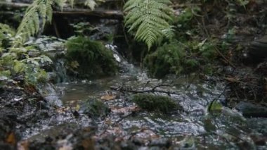 Yeşillik yakın çekim ve temiz dere akışı. Yürüyüş direkleri olan bir turist güzel ormandaki derenin üzerinden atlıyor. Yolculuk sırasında ya da dağlarda bir keşif gezisinde. Doğa keşfi. Yavaş çekim.