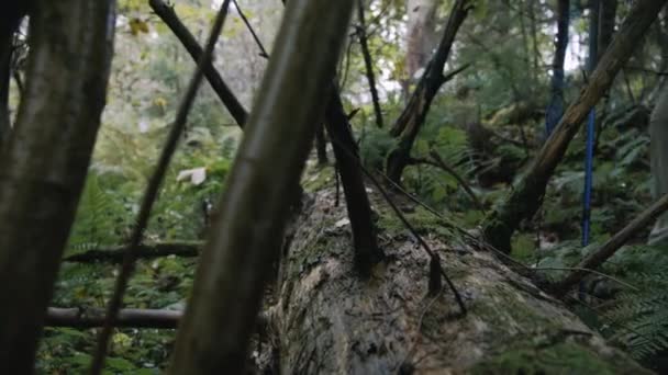 Närbild Bild Liggande Blött Trä Vacker Skog Grupp Turister Med — Stockvideo