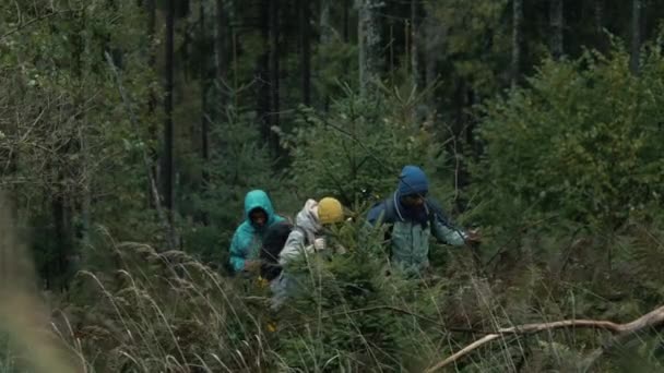 Fiatal Változatos Turistacsoportok Hátizsákokkal Túrabottakkal Sétálnak Gyönyörű Erdőben Túrázás Közben — Stock videók