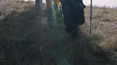 Güzel tepenin üzerinde yürüyüş direkleri olan gezginler grubunun çekimini takip ediyoruz. Turistler doğa güzelliğini keşfeder. Turizm ve açık hava keşfi. Ağır çekim. Ayaklarını yaklaştır..