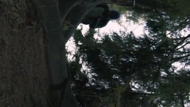 Dağlarda yaşayan, ahşap evin yanında duran, kameraya bakıp kaşınan sevimli yerel köpeğe yakın. Arka planda güzel bir orman manzarası var. Açık hava doğa keşfi kavramı.