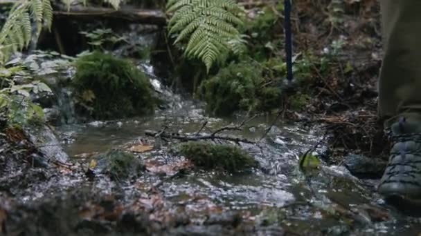 Nahaufnahme Von Laub Und Fließendem Klaren Bach Wunderschönem Wald Eine — Stockvideo