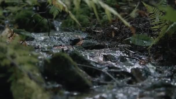 Verdure Ruisseau Clair Coulant Dans Une Belle Forêt Touriste Vient — Video