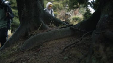 Sırt çantaları ve yürüyüş direkleri olan genç bir grup gezgin güzel ormanda patika boyunca yürür. Turistler doğa güzelliğini keşfeder. Turizm ve açık hava keşfi kavramı. Düşük açılı çekim.