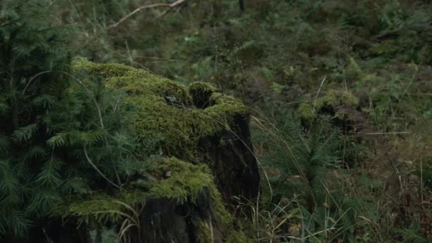 Orman Yeşilliğinin Rüzgarla Savruluşunu Yakından Çek Bir Grup Turist Sırt — Stok video