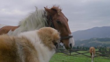 Turuncu ve beyaz köpek tapılası ata bakar, üzerine atlar ve havlar. Benekli at köpekle oynuyor ve bacağını sallayarak kendini korumaya çalışıyor. Güzel ve inanılmaz dağ manzarası. Arka plan.