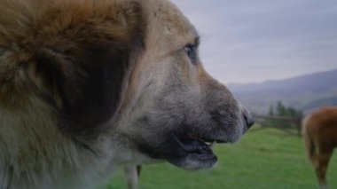 Turuncu ve beyaz köpek hırlıyor, sırıtıyor ve ata havlıyor. Benekli at köpekle oynuyor ve bacağını sallayarak kendini korumaya çalışıyor. Güzel ve şaşırtıcı dağ ormanı manzarası. Görüntüyü kapat.
