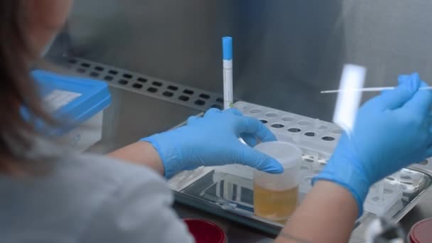 전문가는 검사와 작동하며 실험실에서 생화학 분석을 페트리 접시에 샘플을 확산합니다 — 비디오
