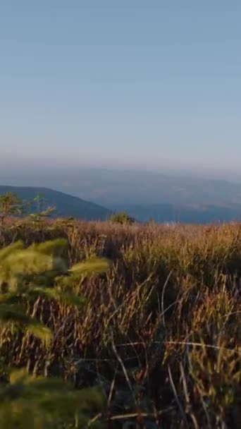 在大风中摇曳着的芽茎的特写镜头 美丽的山谷里生长着一棵小圣诞树 美丽的自然景观 风和寒冷的天气 垂直射击 — 图库视频影像