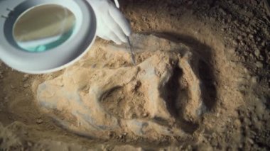 Arkeolog, lamba altında yapılan kazılar sonrasında tarih öncesi insan veya hayvan kemiklerini araçlarla temizliyor, dinozor iskeletinin antik fosil kalıntılarını inceliyor. Erkek bilim adamı arkeoloji laboratuvarında çalışıyor..