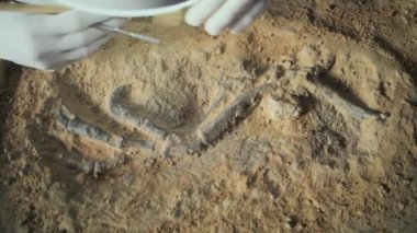 Olgun arkeolog, lambanın altındaki kazıdan sonra antik dinozor iskeletini fırça ve aletlerle temizliyor, tarih öncesi insan veya hayvanın fosil kalıntılarını inceliyor. Bilim adamı arkeoloji laboratuvarında çalışıyor..