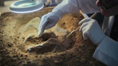 Kıdemli arkeolog, arkeoloji laboratuvarındaki fırça ve aletleri kullanarak lamba altında dinozor iskeletinin fosil kalıntılarını temizliyor. Erkek bilim adamı soyu tükenmiş eski insan ya da hayvan kemikleri üzerinde çalışıyor..