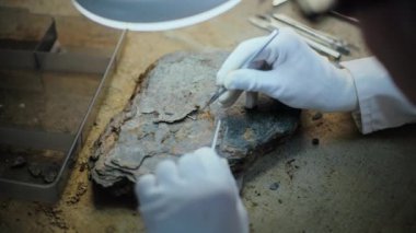 Fosil analizi yapan arkeologlara yakın çekim yapmak, profesyonel aletler kullanarak antik soyu tükenmiş medeniyetin kalıntılarını lambanın altında temizlemek. Bilim adamı arkeoloji laboratuvarında tarihi araştırmalar yürütüyor..