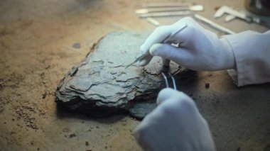 Profesyonel aletlerle fosil temizleme eldivenleriyle arkeoloğu kapatın. Bilim adamı antik soyu tükenmiş medeniyetin kalıntıları üzerinde çalışıyor. Arkeoloji laboratuvarında bilimsel tarihi araştırmalar yapıyor..