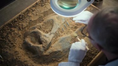 Kıdemli arkeolog, profesyonel aletler ve fırçayla kazıdan sonra tarih öncesi insan veya hayvan kemiklerini kumda temizliyor, modern arkeoloji laboratuvarında dinozor kalıntıları üzerinde çalışıyor..