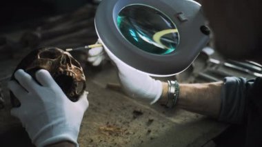Olgun paleoantropolog veya arkeolog, tarih öncesi insan kafatasını fırçayla temizliyor, arkeoloji laboratuvarında büyüteç altında tarihi eserler üzerinde çalışıyor. Bilim adamı fosil kalıntıları üzerinde çalışıyor.