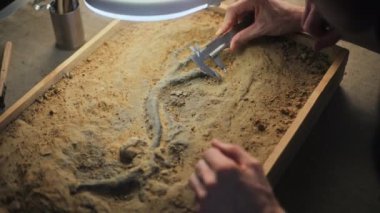 Arkeolog, meslektaşıyla birlikte profesyonel ölçüm aracı kullanarak dinozor kalıntılarının ölçümlerini alıyor. Bilim insanları fosillerle çalışıyor, tarihsel kemik incelemesi ve arkeoloji laboratuvarında araştırma yapıyorlar.