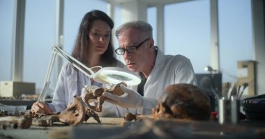 Arkeoloji laboratuvarı: Üst düzey paleoantropolog profesyonel araçlar kullanarak tarih öncesi insan iskeletinin kalıntılarını inceliyor, konuşuyor ve yakınlarda oturan kadın bilim adamlarına antik fosil kemiklerini gösteriyor.