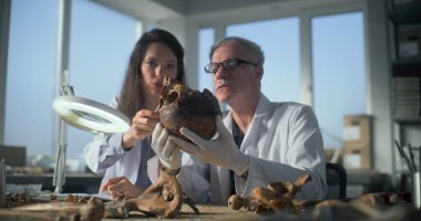 Arkeoloji laboratuvarı: Üst düzey paleoantropolog profesyonel araçlar kullanarak tarih öncesi insan iskeletinin kalıntılarını inceliyor, konuşuyor ve yakınlarda oturan kadın bilim adamlarına antik fosil kemiklerini gösteriyor.