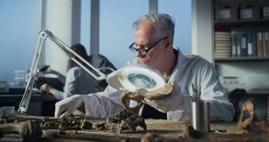 Kıdemli arkeolog arkeoloji laboratuvarında fosil kalıntıları üzerinde çalışıyor. Laboratuar önlüklü paleontolog lambanın altındaki antik hayvanların kemikleri üzerinde çalışıyor, onları fırça ve aletlerle temizliyor..