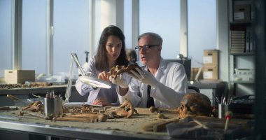 Arkeoloji laboratuvarı: Üst düzey paleoantropolog profesyonel araçlar kullanarak tarih öncesi insan iskeletinin kalıntılarını inceliyor, konuşuyor ve yakınlarda oturan kadın bilim adamlarına antik fosil kemiklerini gösteriyor.