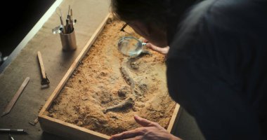 Olgun arkeolog, büyüteç kullanarak lambanın altında antik hayvan veya insan kalıntıları üzerinde çalışıyor. Bilim adamı fosillerle çalışıyor, tarihsel kemik incelemesi ve arkeoloji laboratuvarında araştırma yapıyor..