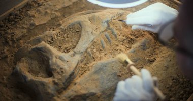 Arkeolog, alet ve fırça kullanarak lamba altında yapılan kazılar sonrasında tarih öncesi insan veya hayvan kemiklerini temizliyor ve dinozor iskeletinin antik fosil kalıntılarını inceliyor. Bilim adamı arkeoloji laboratuvarında çalışıyor..