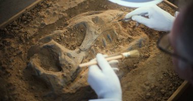 Archaeologist cleans prehistoric human or animal bones after excavation under lamp using tools and brush, examines ancient fossil remains of dinosaur skeleton. Scientist works in archaeological lab. clipart